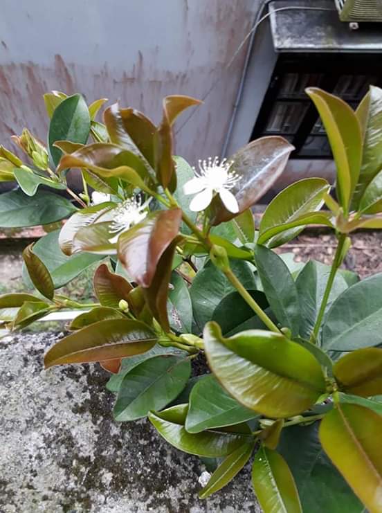 Cây cherry Brazil chiệu nhiệt