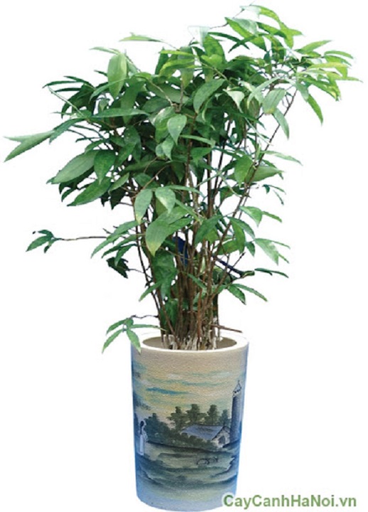 CHẬU CÂY TRÚC NHẬT CAO 1M -LOÀI CÂY LỌC KHÔNG KHÍ,VƯỢNG PHONG THỦY CHO GIA CHỦ