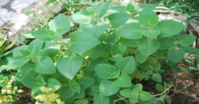 Hạt giống rau húng chanh gói 0,1 gram