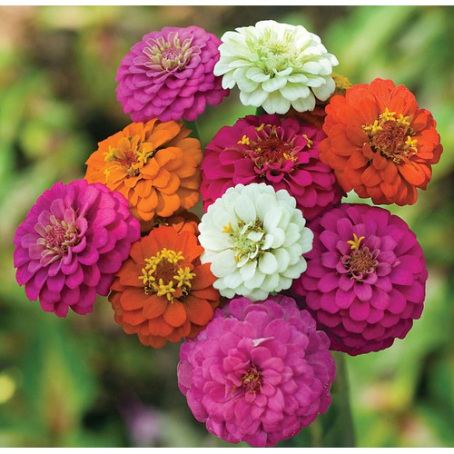 Hạt giống hoa cúc lá nhám mix - Gói 50 hạt