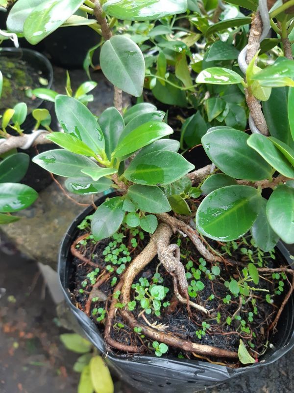 cây da nhật RỄ XOẮN ĐẸP