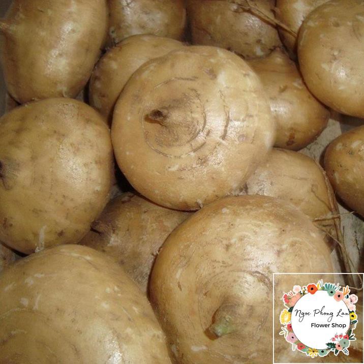 Giống Củ Sắn Củ Đậu - Gói 10 Gram