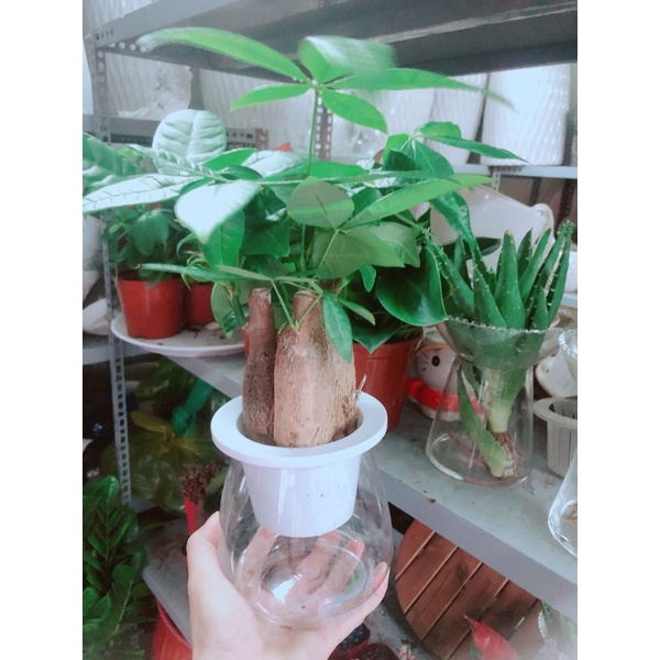 Chậu Kim Ngân 3 Thân Thuỷ Sinh