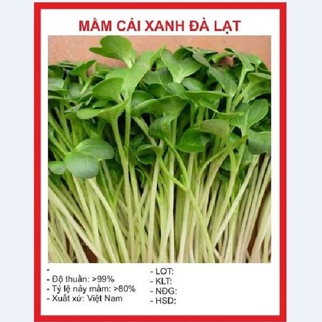 Hạt giống rau Mầm cải xanh Đà Lạt - gói 50gram
