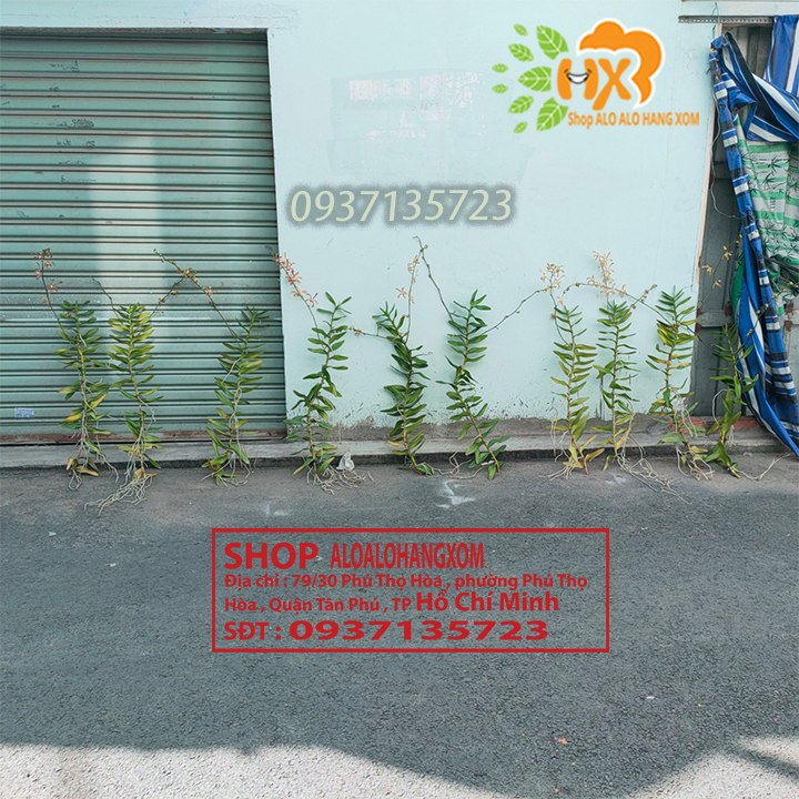 [HCM]CÂY LAN BÒ CẠP RẰN - CÂY CÓ 2 VÒI HOA