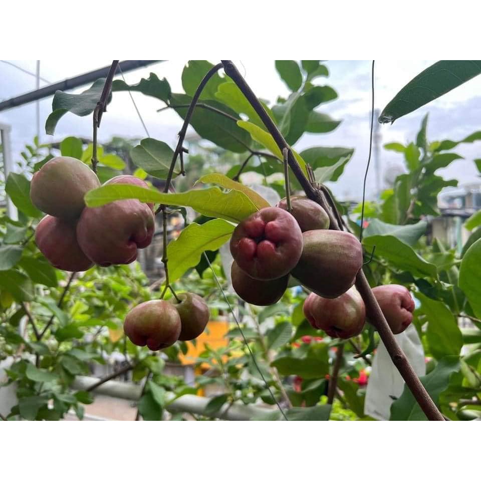 CÂY GIỐNG MẬN ĐƯỜNG ĐÁ