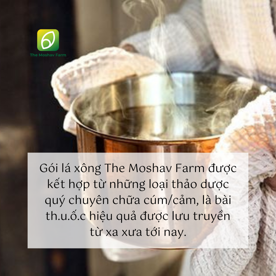 LÁ XÔNG GIẢI CẢM