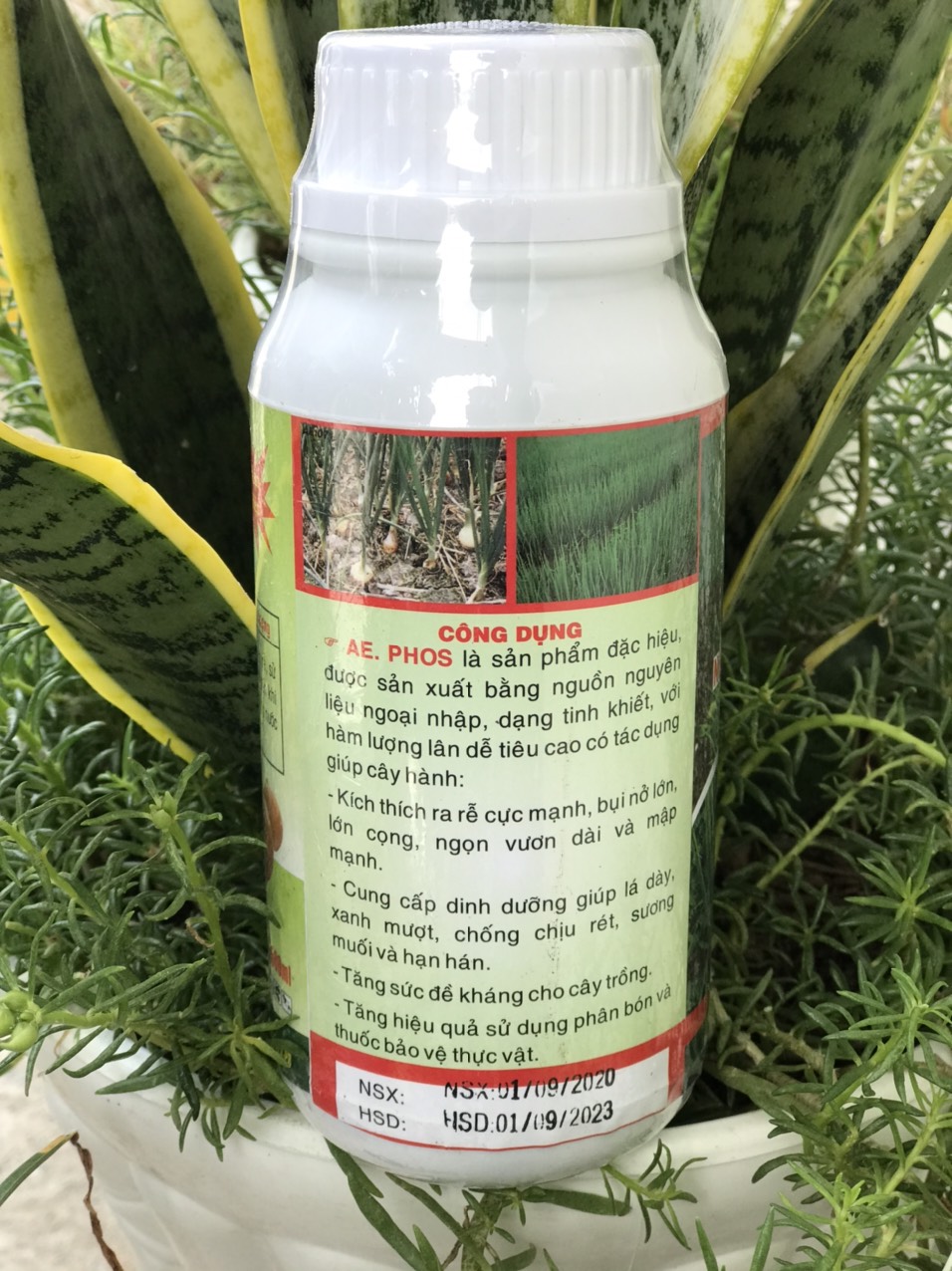 phân bón lá cao cấp nở bụi hành AE PHOS 500ml