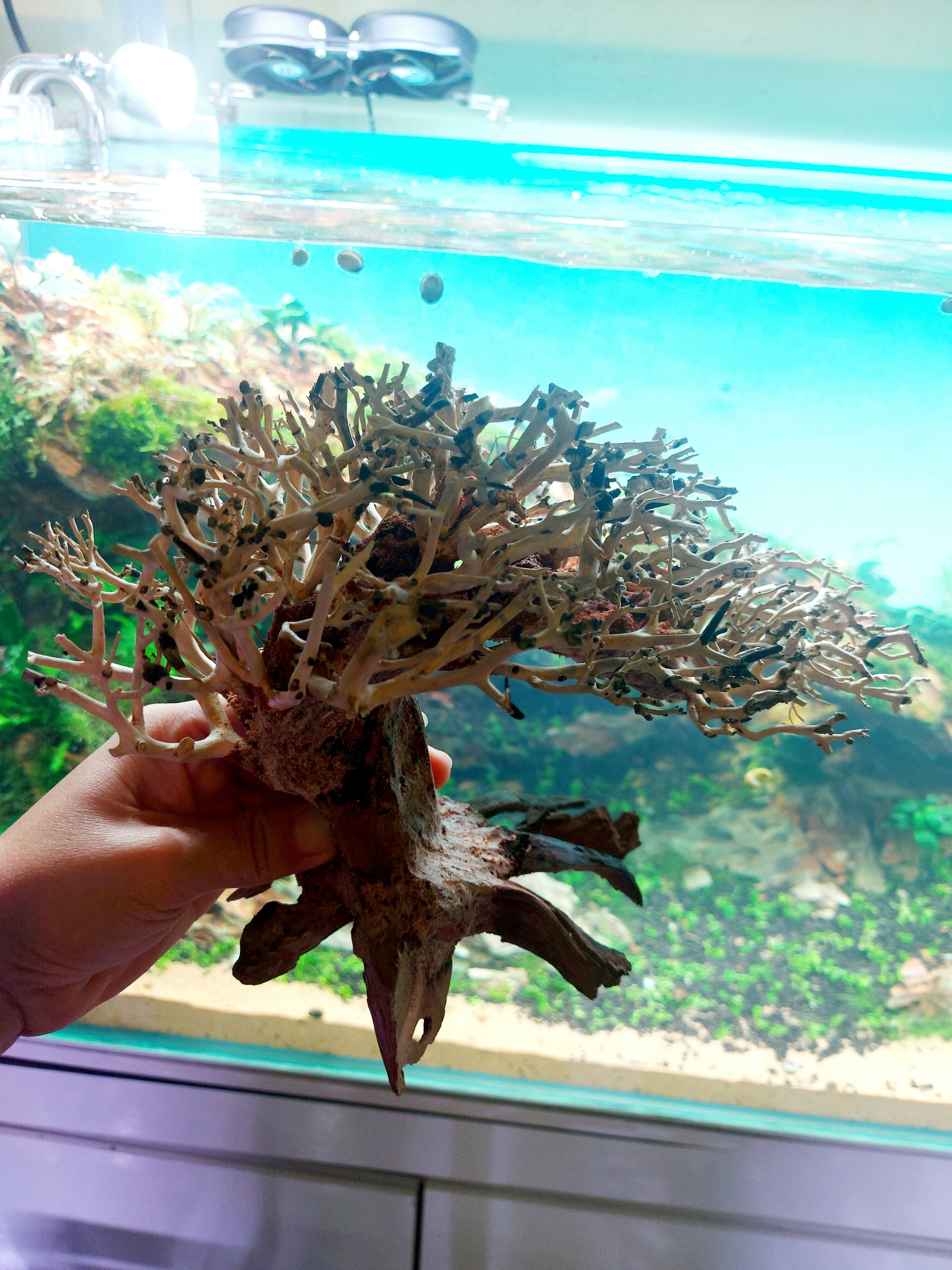 LŨA BONSAI MINI KÍCH THƯỚC 12X15 VÀ 15X20 CHO HỒ THUỶ SINH (Hồ < 40cm)