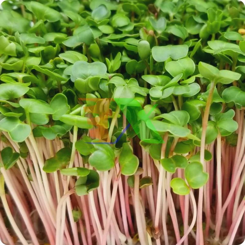 Hạt giống rau mầm củ cải đỏ