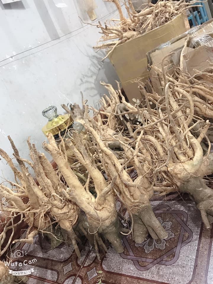 [HCM]Củ đinh lăng khô 3 - 4KG