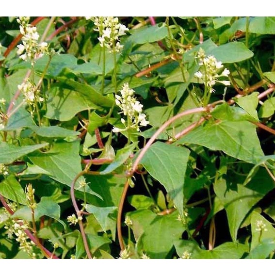 Tinh chất thảo mộc mọc tóc Mộc Nhan, tóc mọc nhanh, hết hói, Mộc Nhan Natural