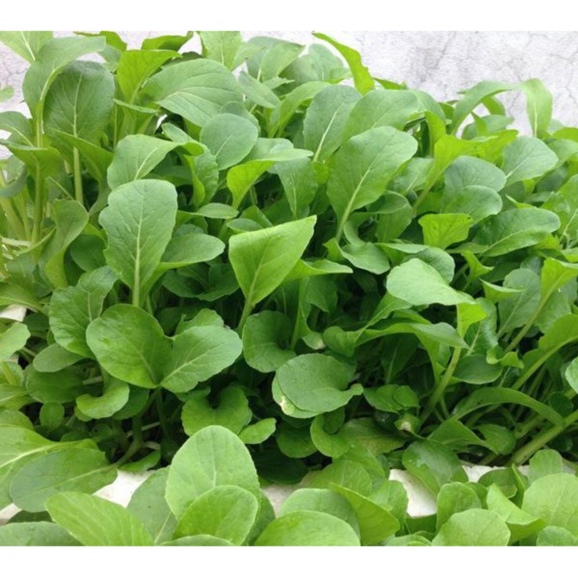 20g Hạt giống Cải ngọt