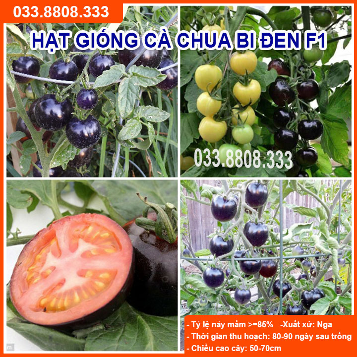 Hạt giống cà chua bi đen - giống mới