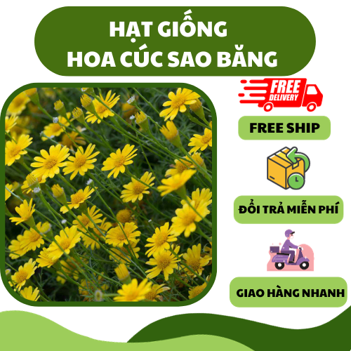 Hạt giống hoa cúc sao băng - hoa trang trí làm cảnh, hoa dễ trồng