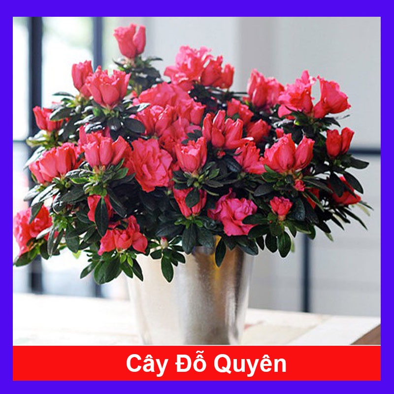 Cây hoa đỗ quyên - Cây cảnh để bàn + tặng phân bón cho cây