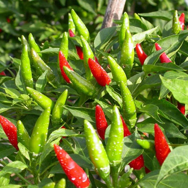 RD Giống ớt chỉ thiên 799 (0.1g)