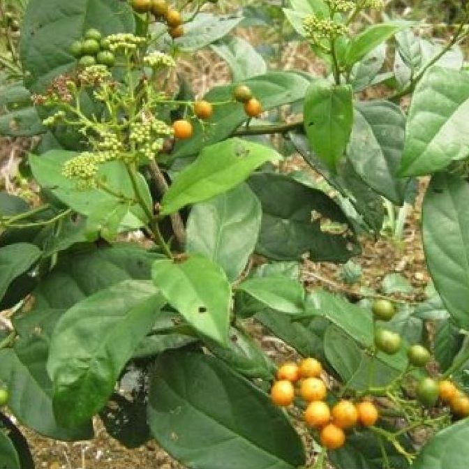 Hạt giống cây xạ đen -100 hạt