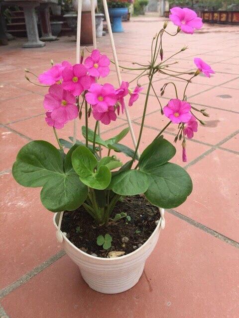Củ hoa oxalis (5 củ giá sỉ)