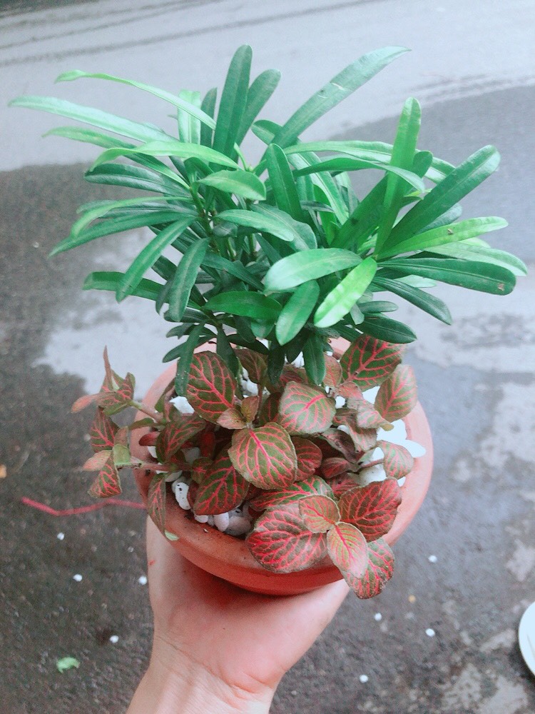 Chậu Tùng Vạn Niên+Cẩm Nhung (cây lá may mắn)