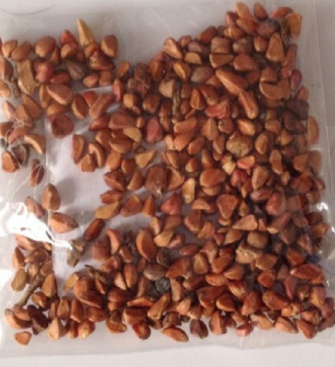 Hạt giống hoa hồng trắng ( bạch hồng ) - Gói 20 hạt