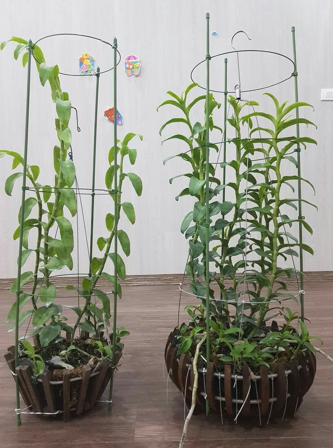 3 Khung Đỡ Hoa Hồng Hoa Lan Cây leo 120cm phi 7