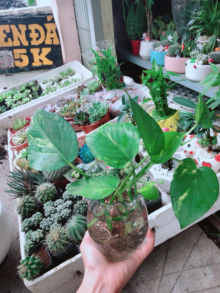 Chậu Trầu Bà Thủy Sinh