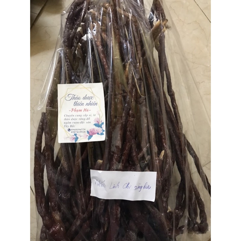 NẤM LINH CHI SỪNG HƯƠU 100g
