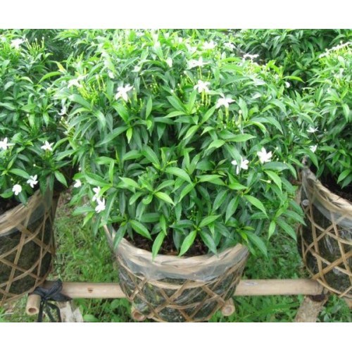 [Chuẩn Giống F1] BẦU CÂY GIỐNG MAI VẠN PHÚC( CÂY MAI TIỂU THƯ)