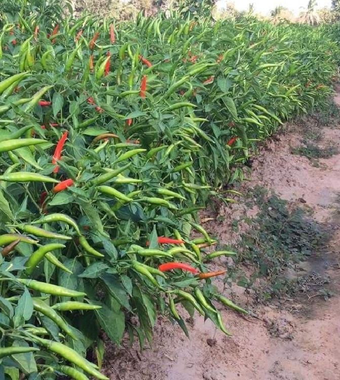 Hạt giống ớt chỉ thiên siêu cay - 30 hạt/gói