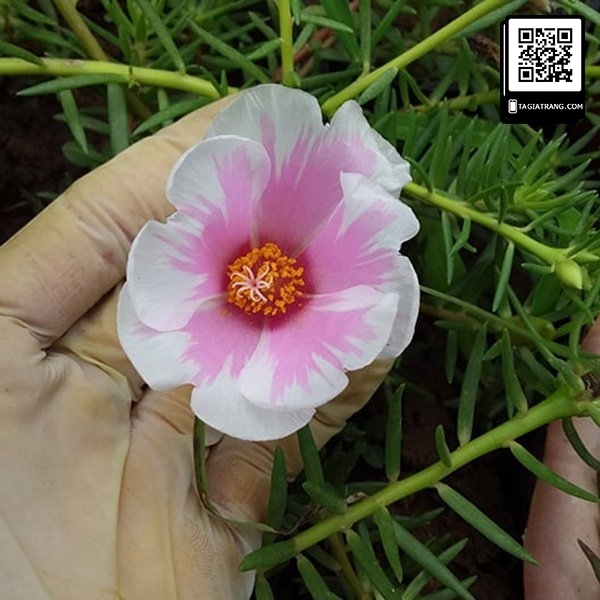 Hạt giống hoa mười giờ đơn mix