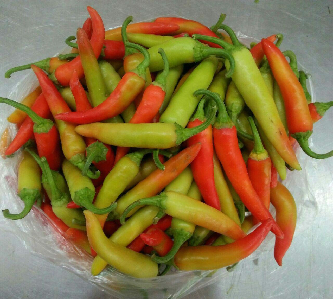 Hạt Giống Ớt Sừng Sai Trái, Trồng Quanh Năm