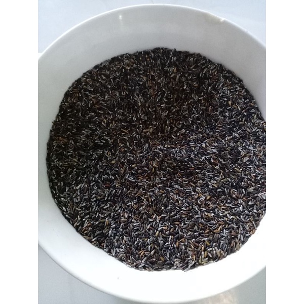 Hạt giống cây đuôi chuột ( mạch lạc )100 hạt
