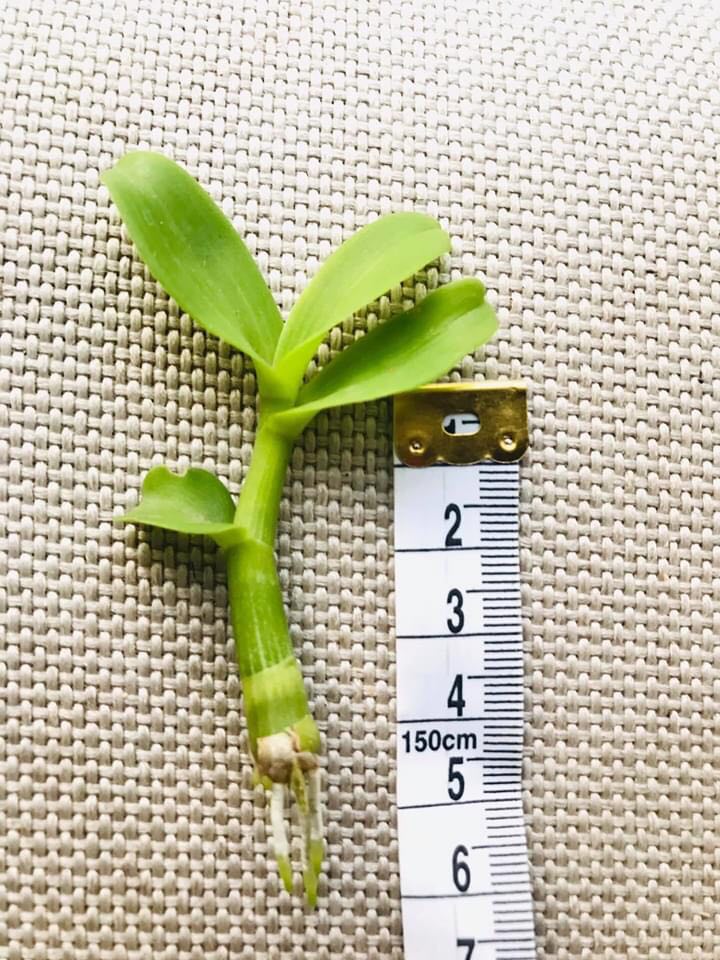 Phi điệp TRẦM VÀNG, ki to khỏe hoa đẹp hiếm (ki dài 15-20cm)