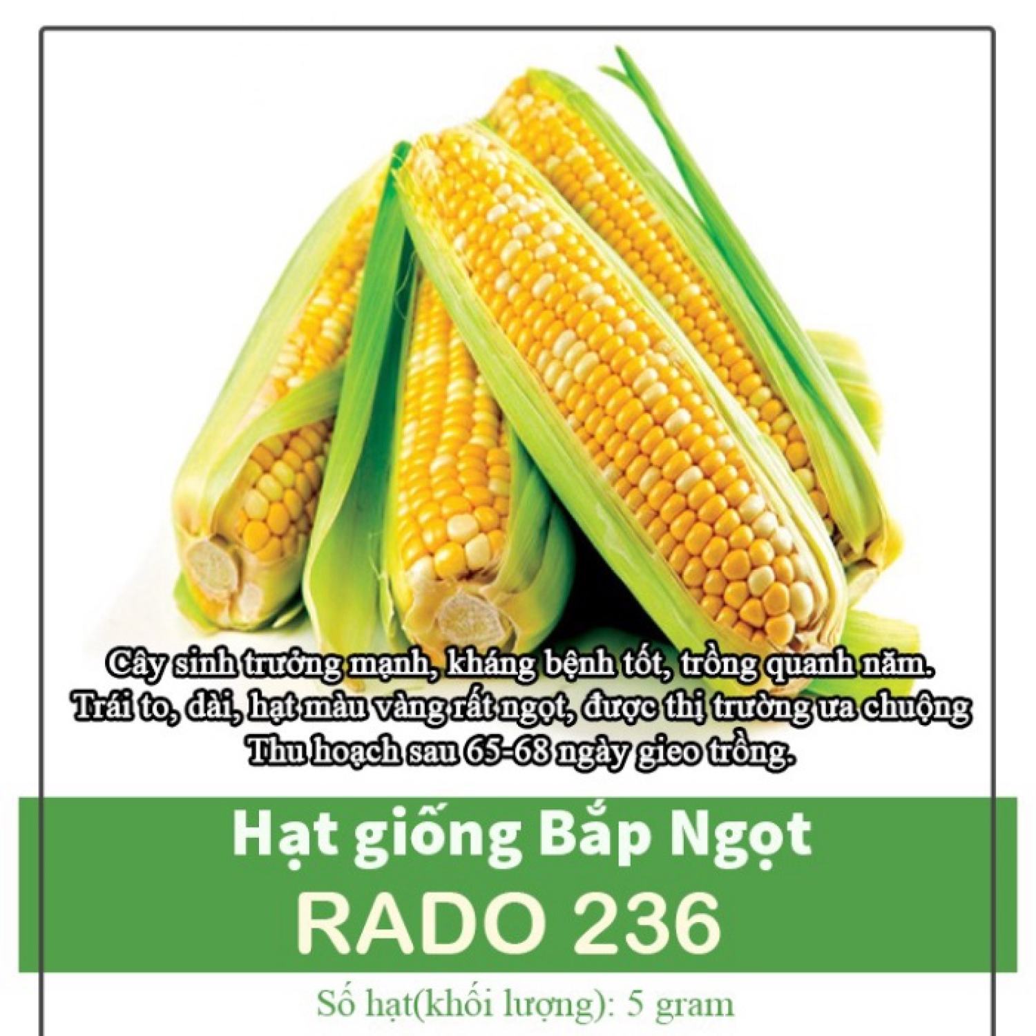 Hạt giống bắp ngọt, bắp mỹ, 5gr