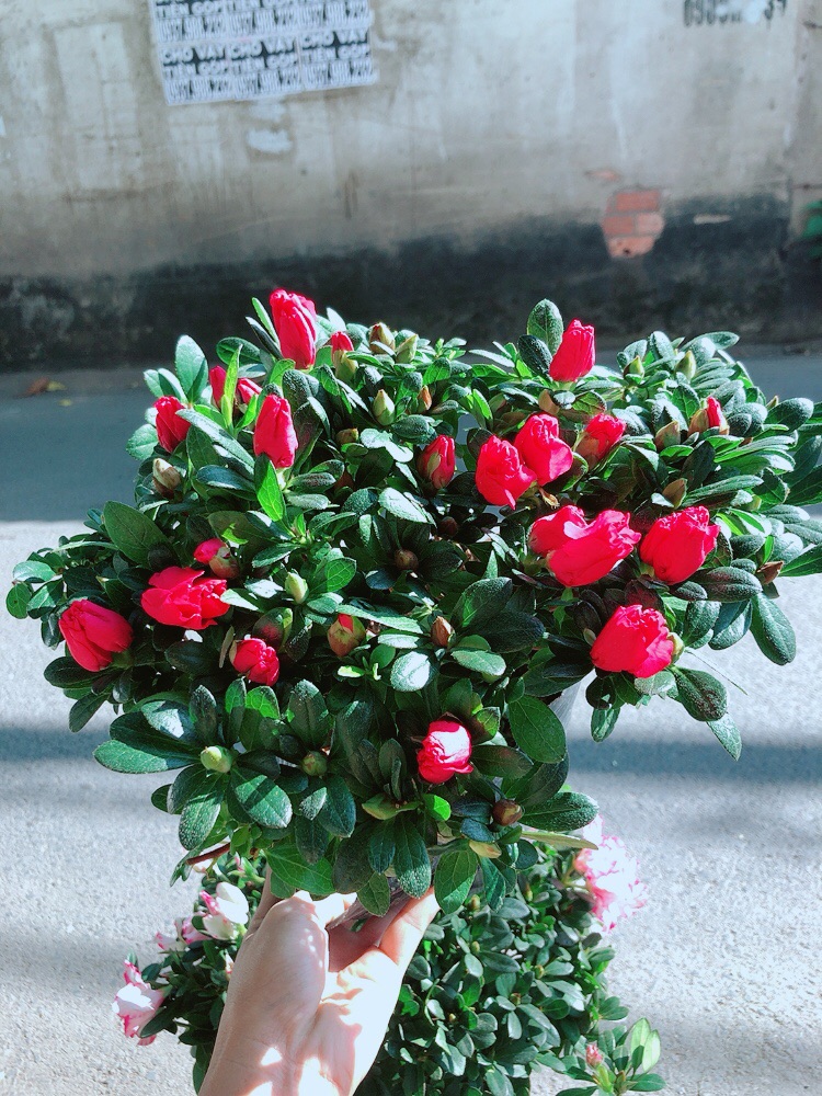 Cây Đỗ Quyên Cao 30cm Ngang 30cm