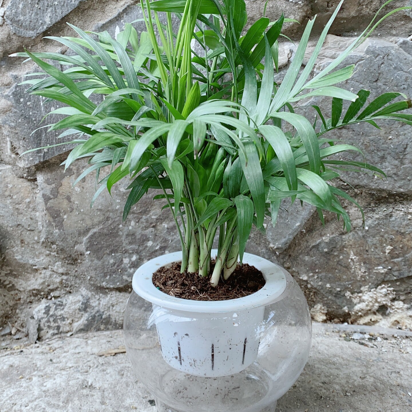 Chậu cây cau tiểu trâm thuỷ canh