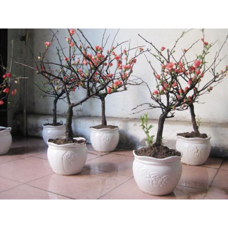 Cây giống mai đỏ Nhật cao 60 - 70cm (ảnh thật số 2)