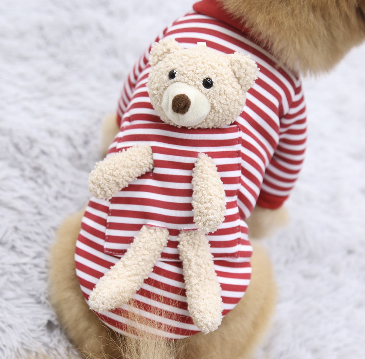 Áo nỉ gấu teddy cho thú cưng