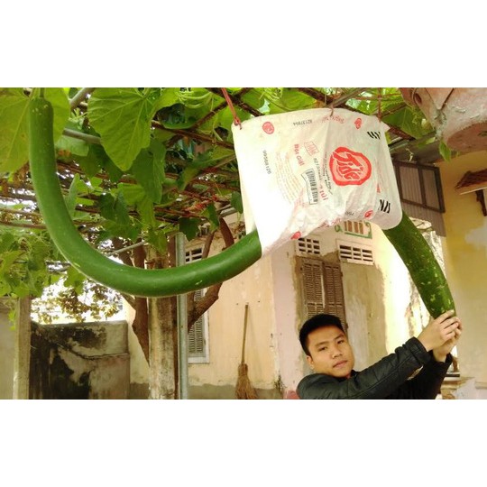 hạt giống bầu dài 2 mét ( siêu ngon)