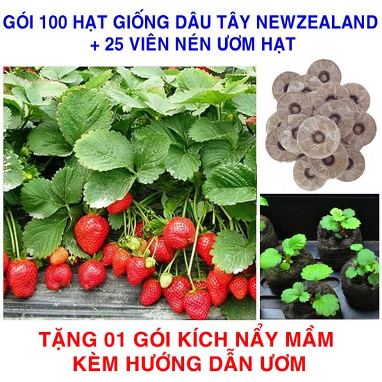 100 Hạt giống Dâu tây Newzealand Siêu ngọt + 25 Viên nén ươm hạt (tặng Kích mầm, H.dẫn)
