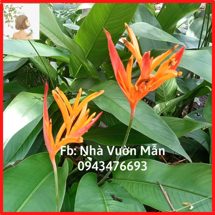 Combo 10 cây hoa chuối mỏ két