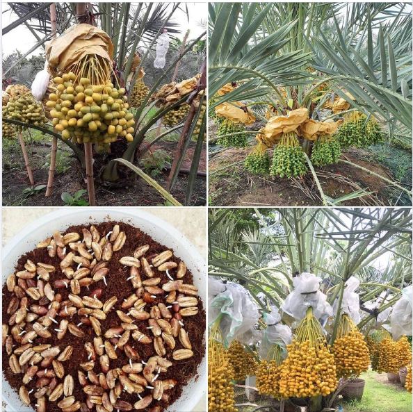 Hạt giống cây chà là Israel - 1 gói 5 hạt