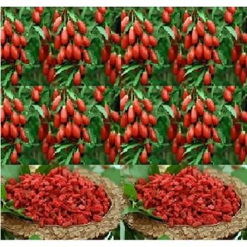 500g Quả Kỷ Tử sấy khô   -  Có Tặng Quà