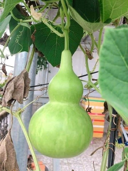 Hạt giống bầu hồ lô gói 10 hạt