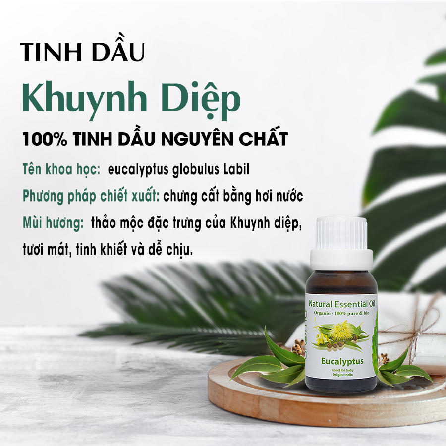 Tinh Dầu Aroma Khuynh Diệp Nguyên Chất  Eucalyptus - 10ml/15ml/30ml/50ml
