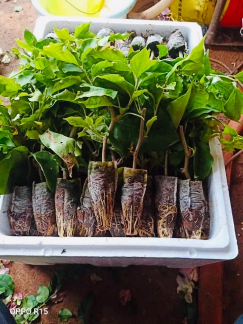 Cây hoa giấy giống khỏe mạnh dễ chăm