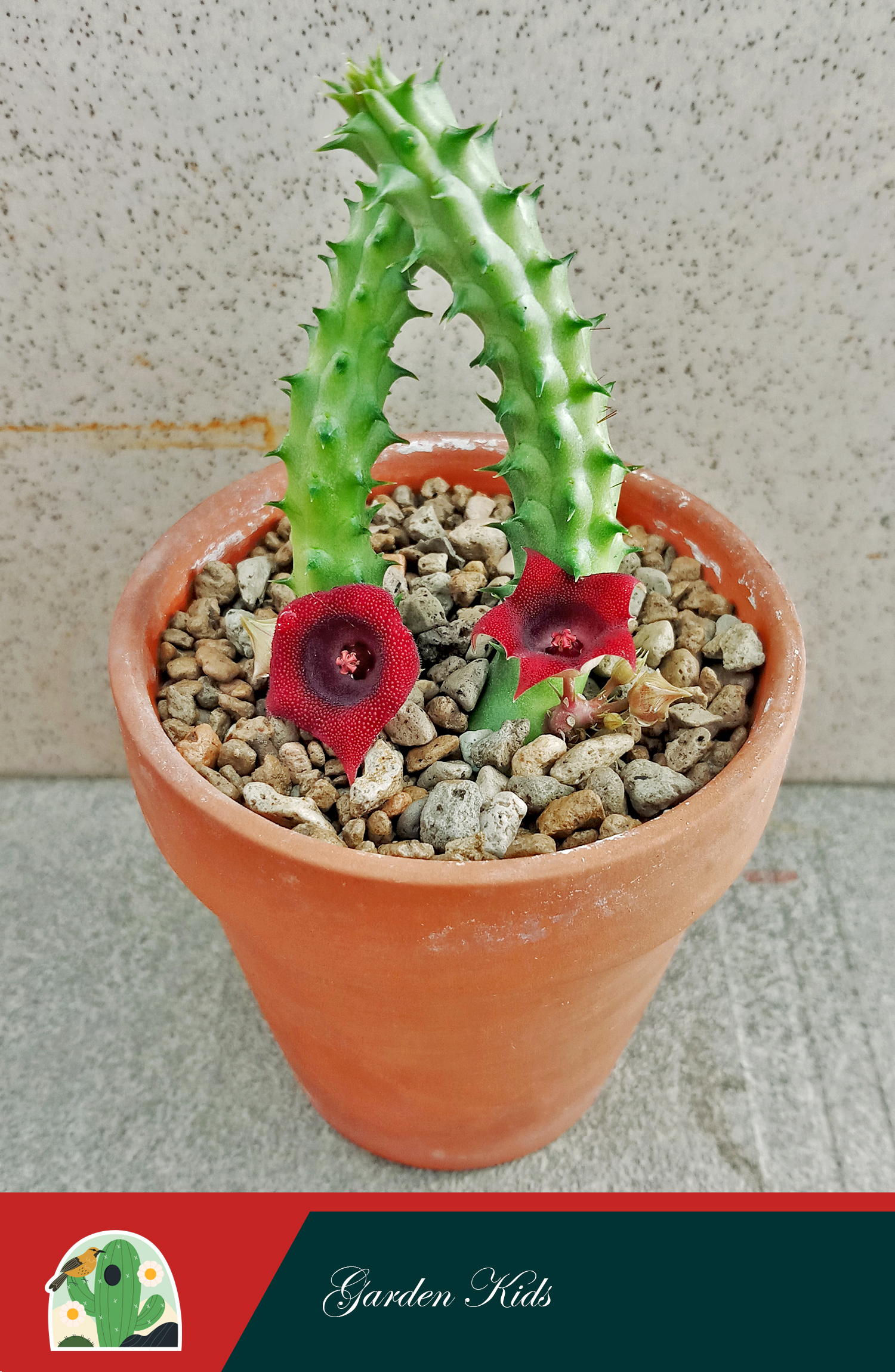 Xương rồng sao biển hoa đỏ (Huernia Schneideriana)