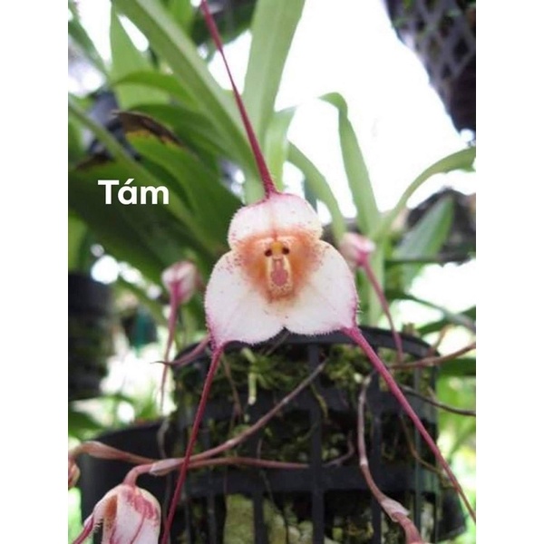 Hoa lan mặt khỉ Chơi Tết