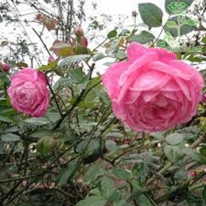 COMBO 5 BẦU GIỐNG Hoa hồng cổ Sapa – Hoa hồng rực rỡ xứ Tây Bắc, bầu cây giống hàng dâm cành từ nguyên bản cây mẹ